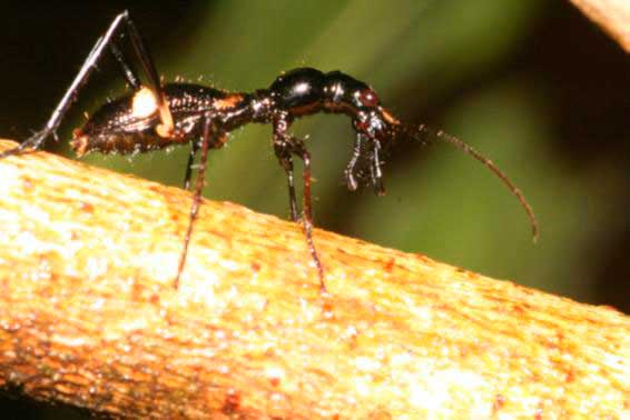 Um besouro da família Carabidae (Cicindelinae) com hábito alimentar predador(Foto: J. R. M. Mermudes