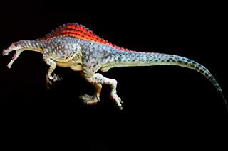 Angaturama limai: maior dinossuaro carnívoro já reconstituído no Brasil