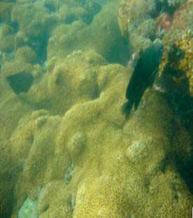 Fig. 2 – Donzelinha sobre os corais