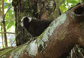 Sagui-da-serra-escuro: espécie endêmica encontrada no Parque Nacional da Serra dos Órgãos, no RJ