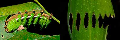 Ao comer, a lagarta da Mata Atlântica cria desenhos simétricos na folha