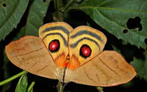 Mariposa: asas com desenho em formato de olhos são uma estratégia para dissuadir os predadores naturais.